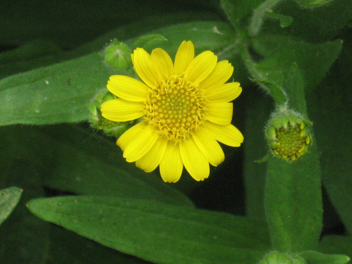 ARNICA, medicinal herb, 75 seeds, perennial, American species