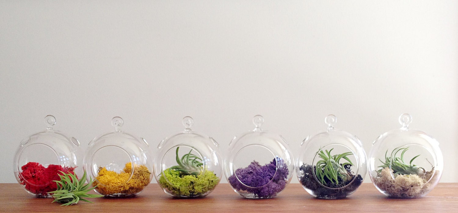sphere shaped glass hanging terrarium, and your choice of moss, desk garden, DIY