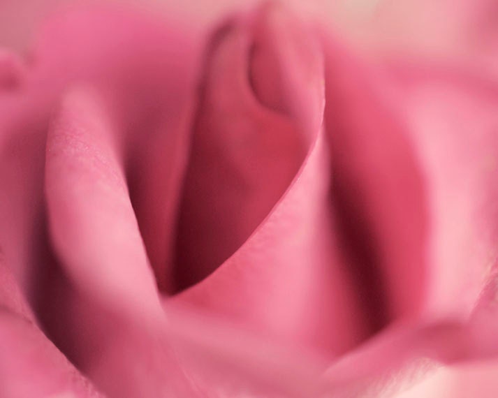 Pink Summer Rose Photograph 8x10 macro photography - quiet elegant soft romantic flower print fine art nursery decor