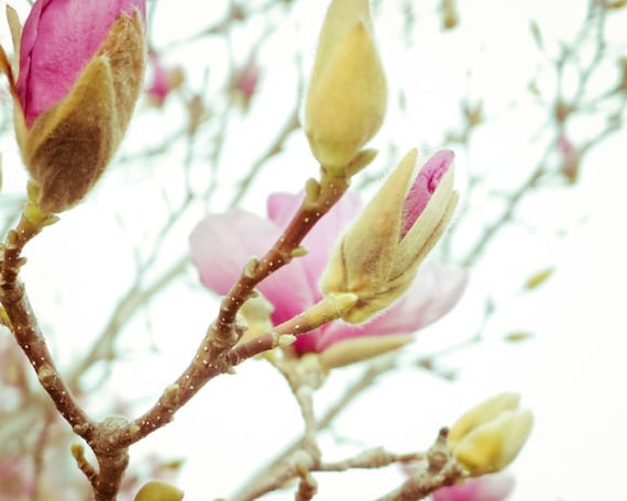 Sweet Spring Flower Photography
