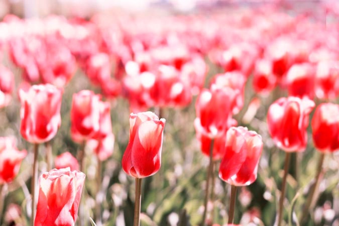 Spring flower photography, field of red tulips, spring decor, fine art photography, home decor, Oht