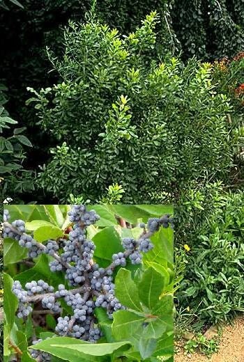 BAYBERRY, fragrant shrub, 25 seeds, salt tolerant