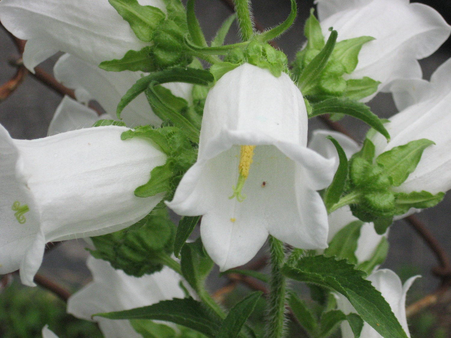 125 seeds, CANTERBURY BELLS, mixed colors, mostly white, stately bells