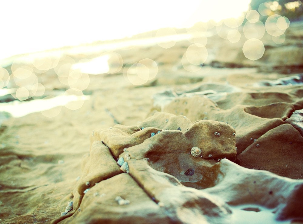 She Sells Sea Shells - Australian Getaway - Fine Art Nature Photography 8x10" - happeemonkee