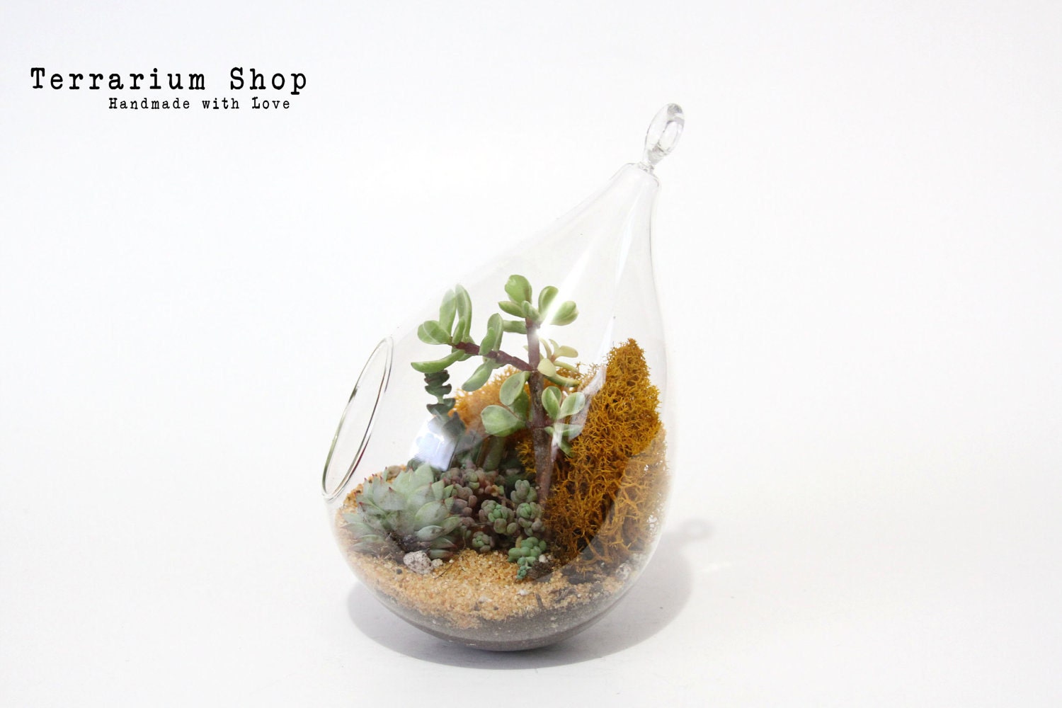 Hanging Glass Terrarium Teardrop with Stand -  Succulents