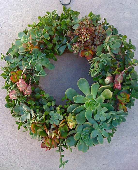 15" Beautiful Succulent, succulent living wreath for Mother's Day or.....