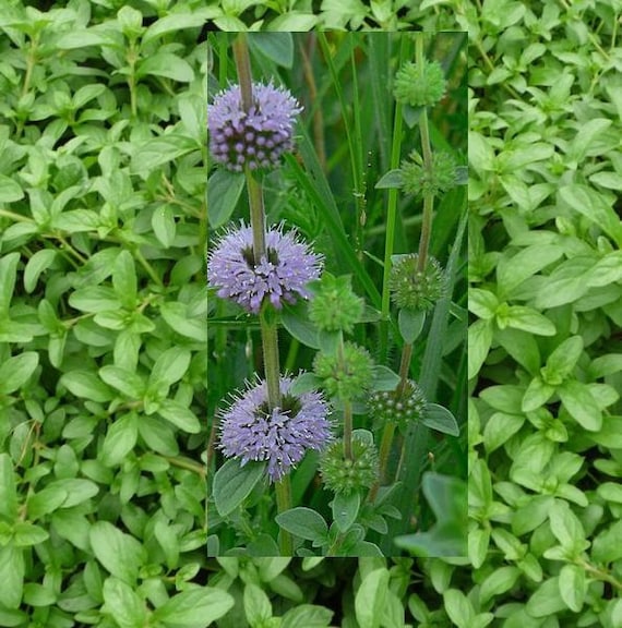 PENNYROYAL, perennial, minty herb, rder now for spring shipping, perennial, medicinal herb