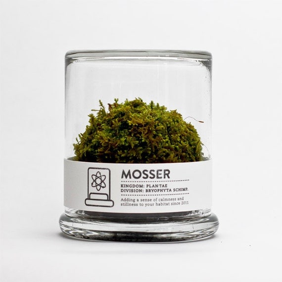 MOSSER scientific glass moss terrarium and spray bottle