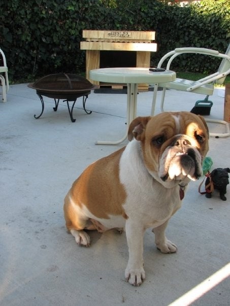 Large Modern Design Dog House Plans