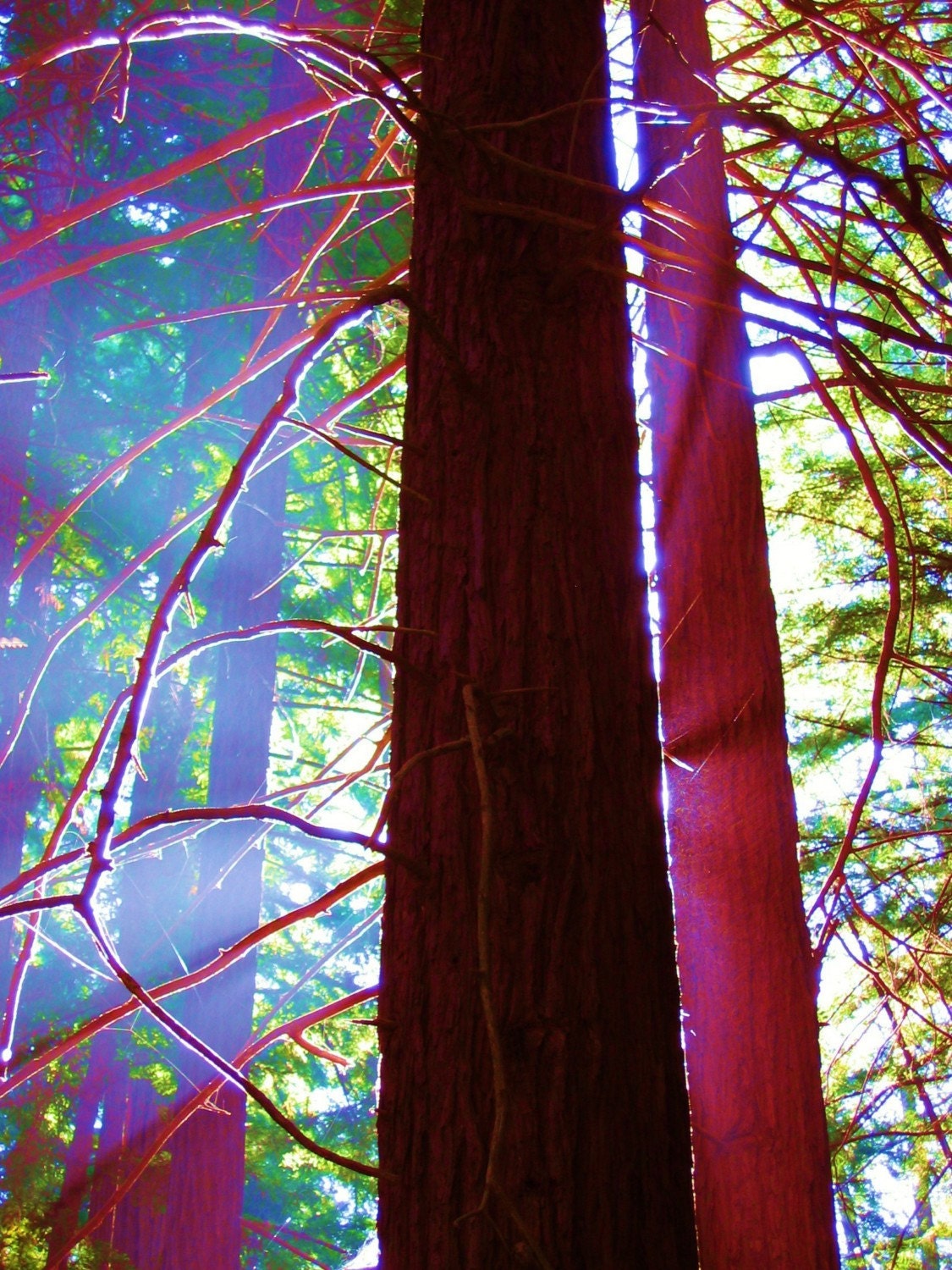 Enlightened Photo Print $15