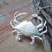 Mr. Crabs Redux---------------