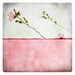 Pole Rose