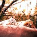 Tiger Nap - 8x10 Signed Fine Art Photograph