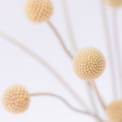 ready to ship, minimalist botanical photograph / craspedia, woolyheads, mustard yellow/ billy buttons no. 2 / 8x8 fine art photo