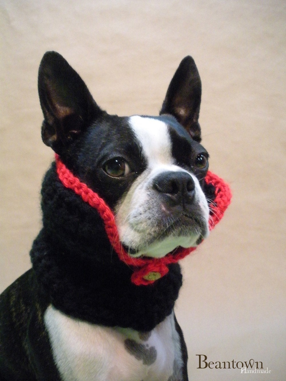 The Count - Dog Collar