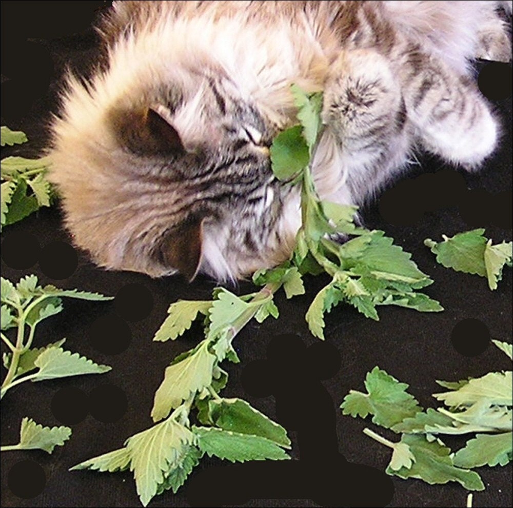 WORLDS BEST CATNIP Cat Quote:This is the strongest catnip I have ever smelled. My cats went nuts. 1/2oz a cup Dried Organic Catnip Cat nip
