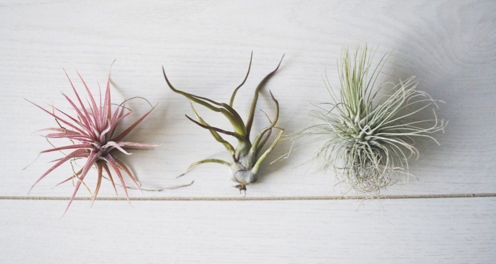 AIRPLANTS GRAB BAG // Three Small Air Plants