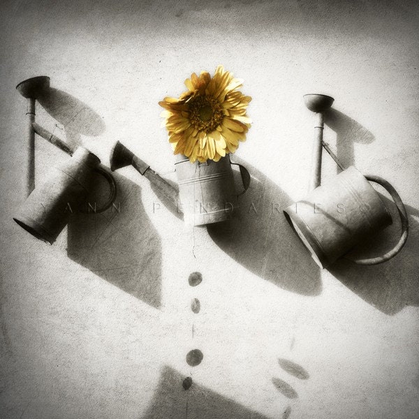 garden art - Watering can - floral - sunflower print - yellow - Original Signed Numbered Fine Art Photography Print 6x6 (15x15cm)