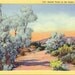 Vintage California Linen Postcard - Smoke Trees on the Desert in California - Unused