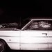 Impala-vision 8x10 Signed Fine Art Photograph