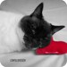 I Love My Kitty- 3 Plush Catnip Hearts