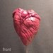 RAM'S HEART UNDER GLASS real natural history display for Victorian cabinet of curiosities or Valentine's day gift