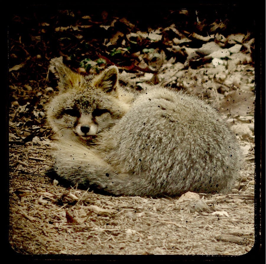 Fox my Friend - 8x8 Photograph