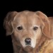 Fireside Hamish, golden retriever painting 5 x 5 inch photographic print
