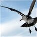 Looking Back - Heermann's Gull, Bird Photograph, Fine Art Print