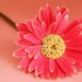 Vibrant Pink Gerber Daisy Fine Art Photograph - 5x7