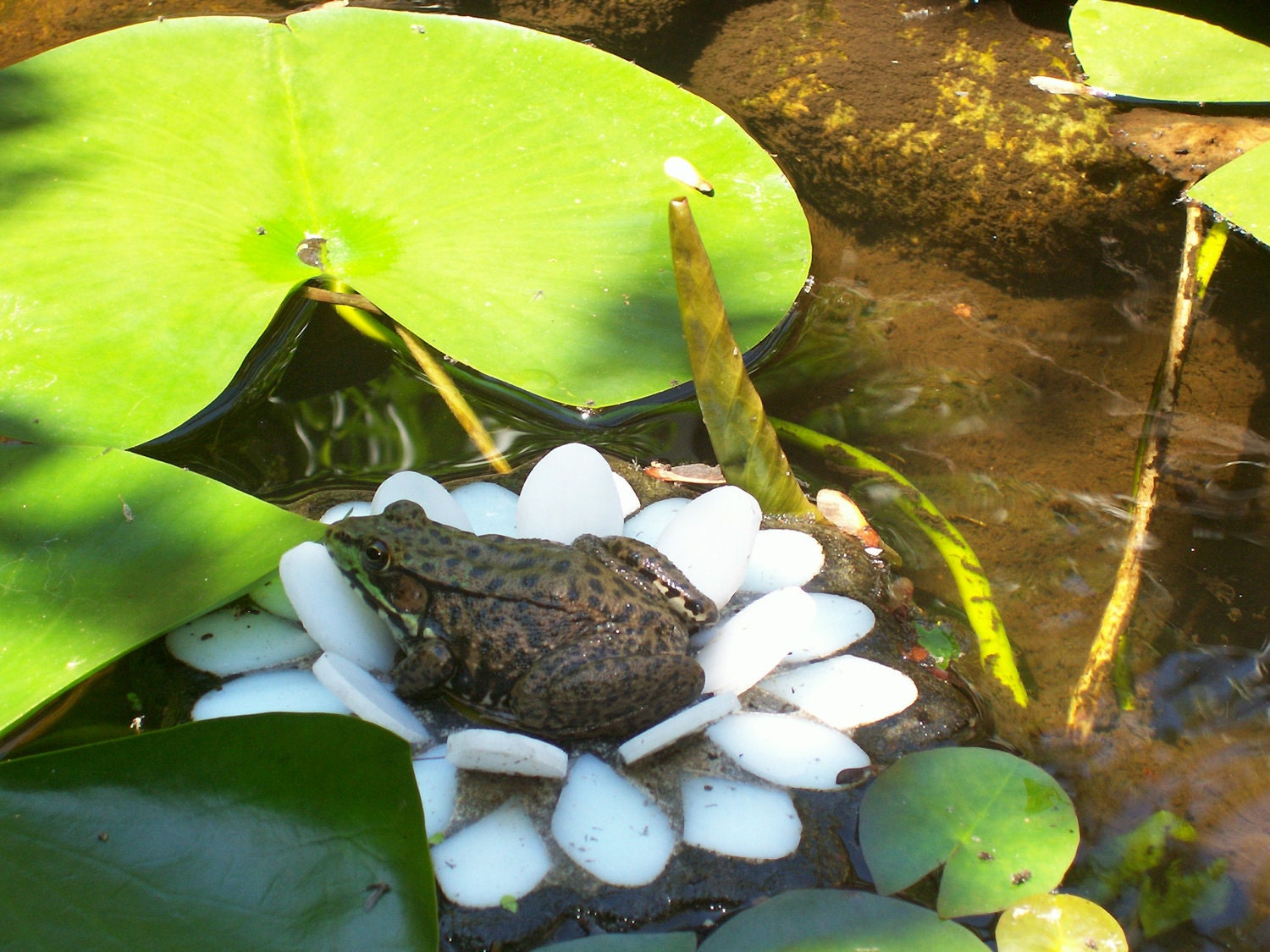 Water Lily Candle Holder, Floating Glass Art Sculpture, for Water Gardens, Outdoor Rooms, Home Decor