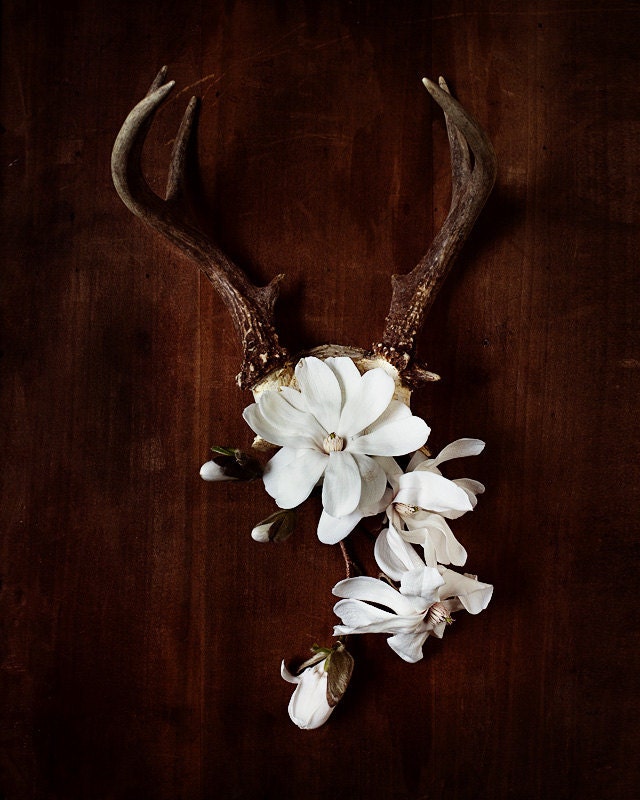 antler no. 7004