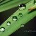 Dewdrops on Grass 8x10 Photograph