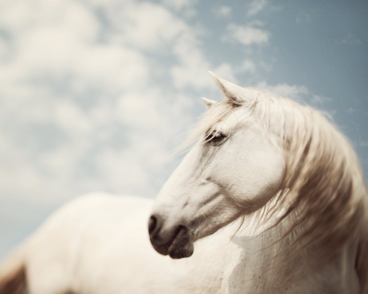 Horse photo - Wild is the Wind - White horse of the Camargue, France - Fine art animal photography