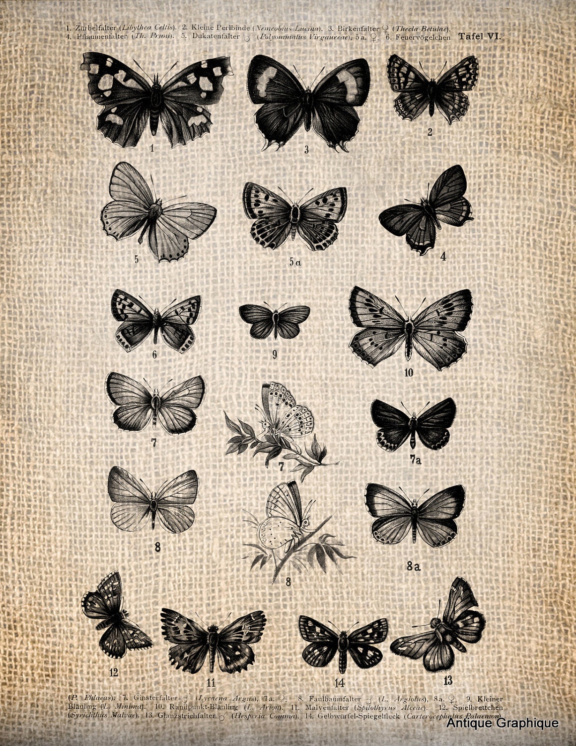 Antique European Butterfly Plate Illustration  Digital Download for Papercrafts, Transfer, Pillows, etc No 1533