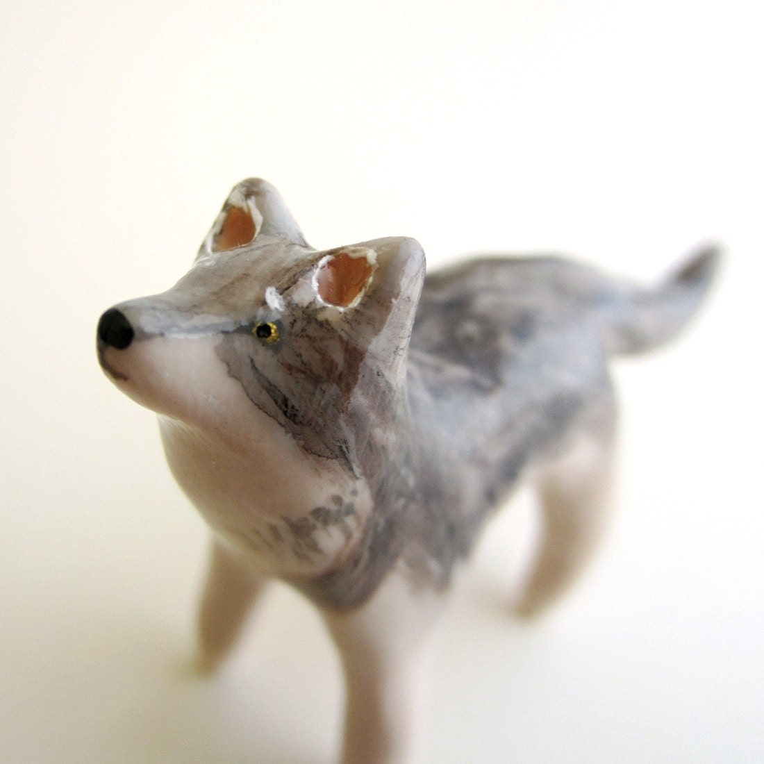 Canis lupus