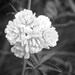 Flower in Black & White - 5x7 Fine Art Print