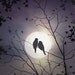 love birds art print from my painting signed 8x10