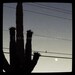 Lonesome Moonrise (4" x 4" Photograph)