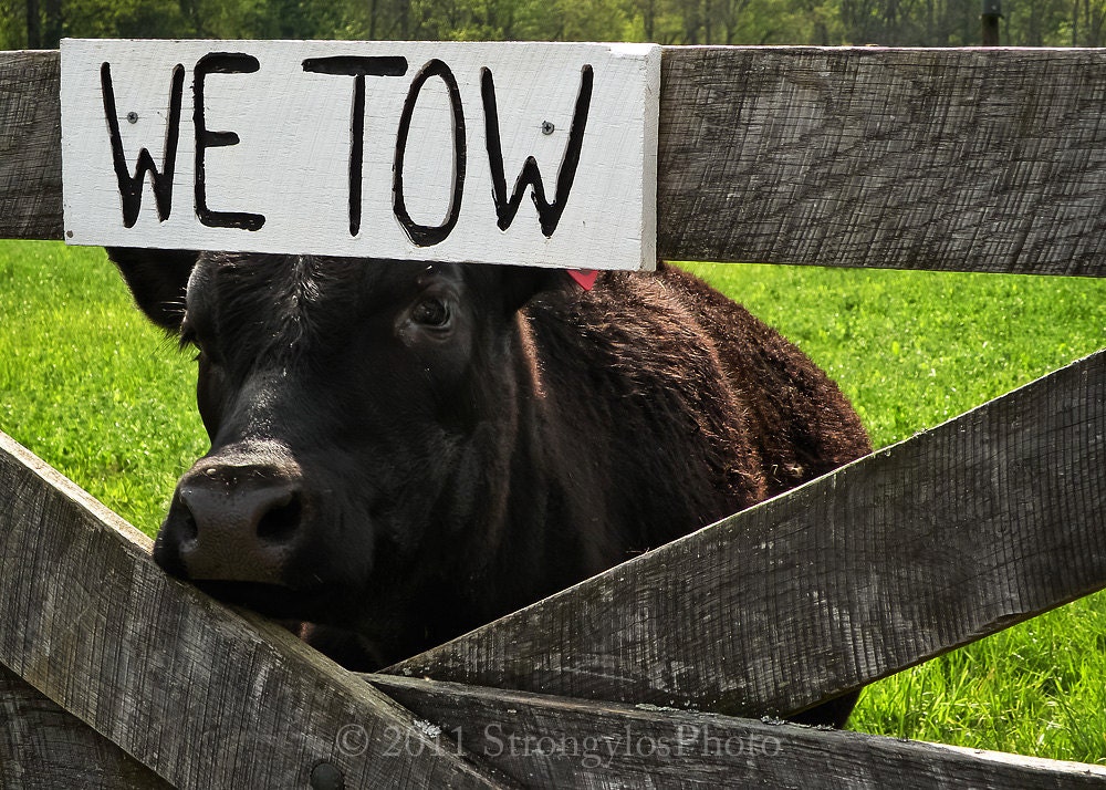 silly animal photo 5x7 matted in 8x10 Cow Tow Animal Photography farm animal tow sign black cow StrongylosPhoto