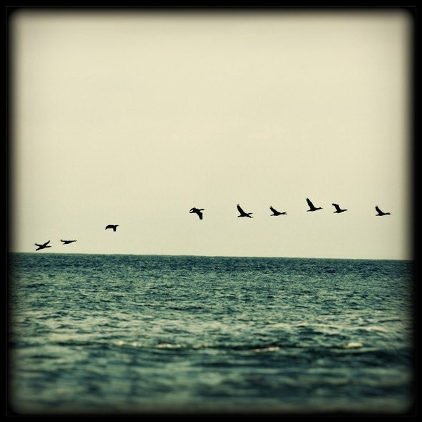 Bird Photography, Follow The Leader - Fine Art Photograph