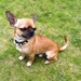 Padded dog collar - puppy / small dog