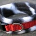 Padded dog collar - puppy / small dog