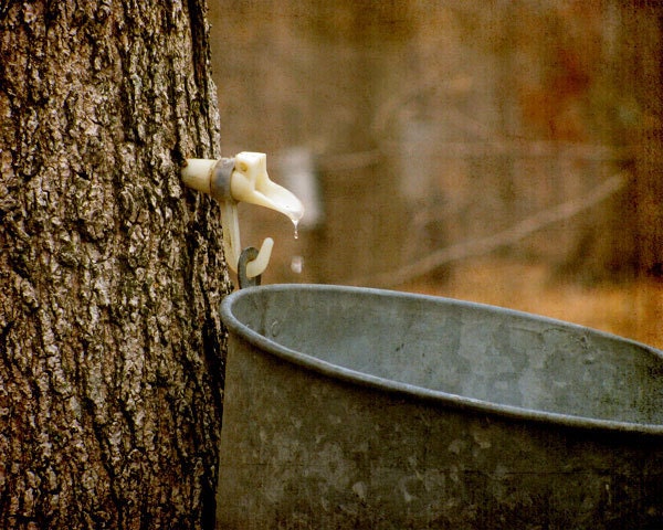 Maple Tree Tapping - 8x10 Metallic Photograph
