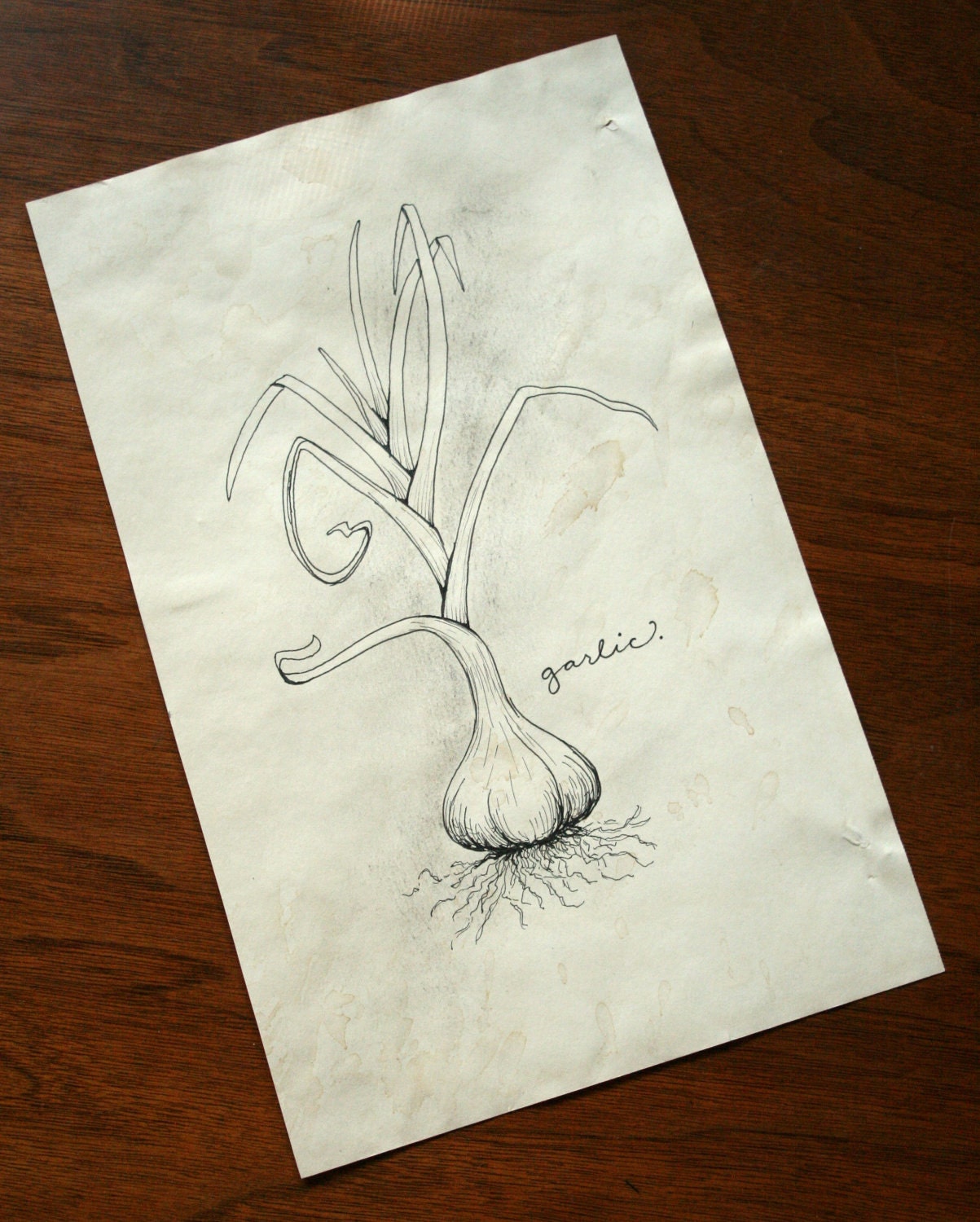 original garlic botanical line drawing- 5x7