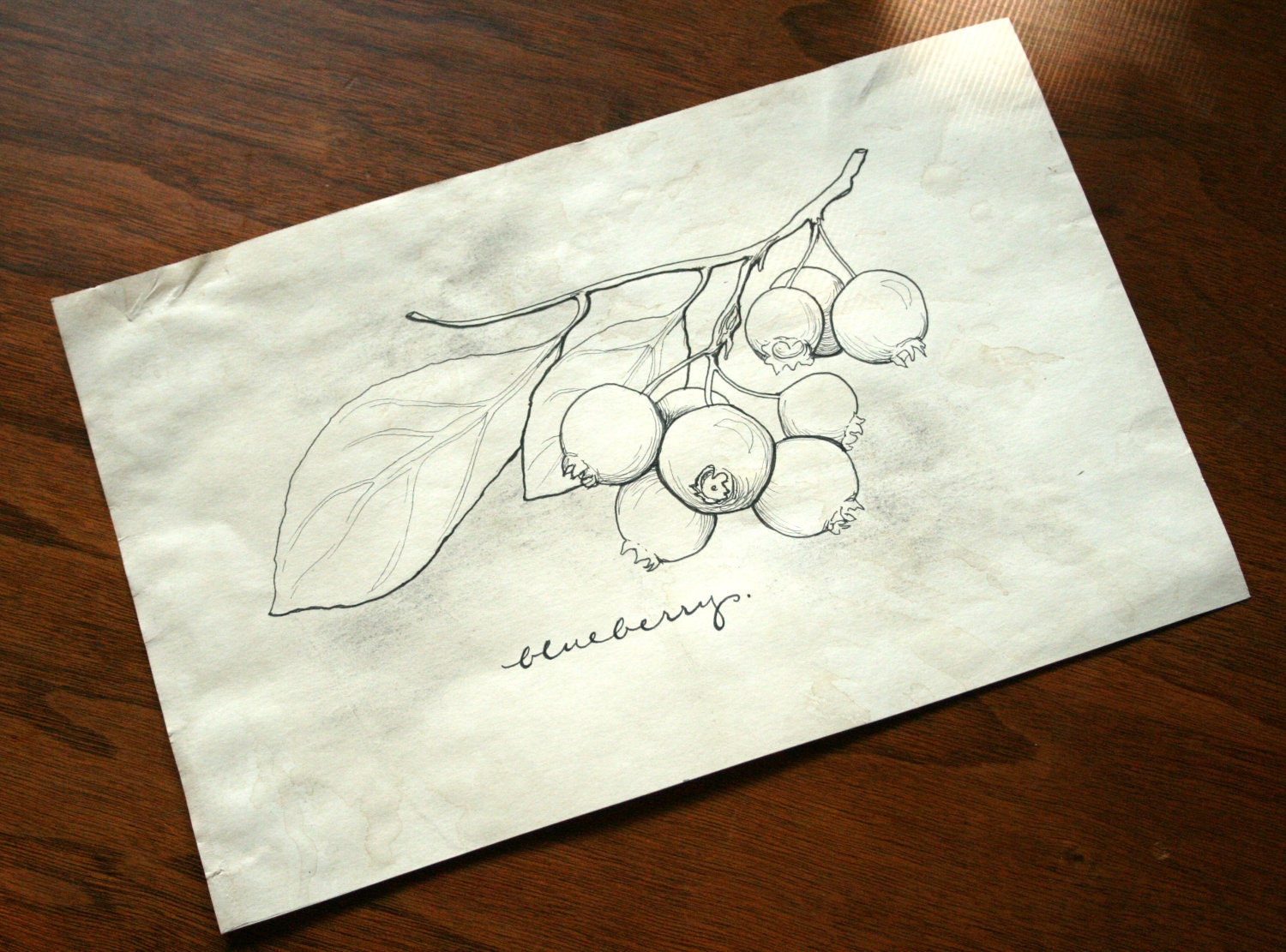 original blueberry botanical line drawing- 5x7