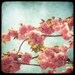 NEW 2011 PRINT - Pink Blossom - 8x8 Fine Art Print - Macro Photography - Flower TTV - Say It With Flowers - Etsy Wall Art - TFTeam