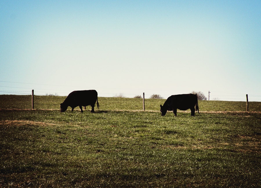 Grass Fed - Fine Art Photograph - 5 foot wall print