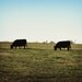 Grass Fed - Fine Art Photograph - 3 foot wall print