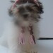 Puppy Dog or Cat Crochet Cupcake Hat Photo Prop Treasury Item